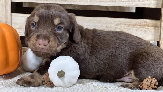 Chocolate Colored Whisenhunt Farms Dachshund