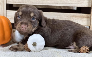 Chocolate Colored Whisenhunt Farms Dachshund Dachshund for Nashville, AR