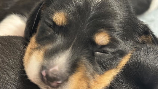 Black and Tan Colored Fink Dachshund Farm - Central Arkansas