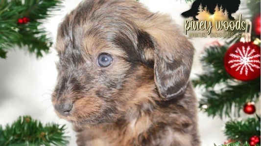 Brindle Colored Piney Woods Miniature Dachshunds