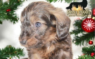 Brindle Colored Piney Woods Miniature Dachshunds Dachshund for Linden, TX