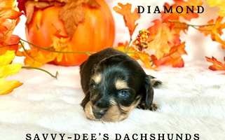 Brindle Colored Savvy-Dee's Dachshunds Dachshund for Augusta, AR