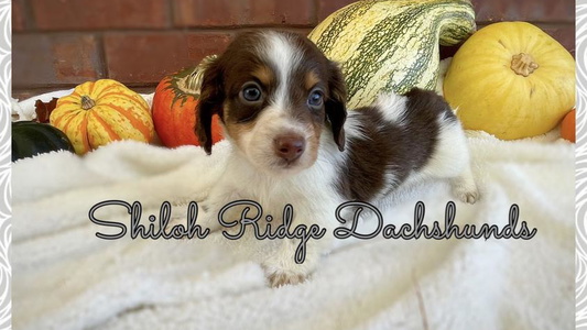 Chocolate And Tan Colored Shiloh Ridge Dachshunds