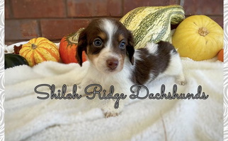 Chocolate And Tan Colored Shiloh Ridge Dachshunds Dachshund for Adamsville, TN