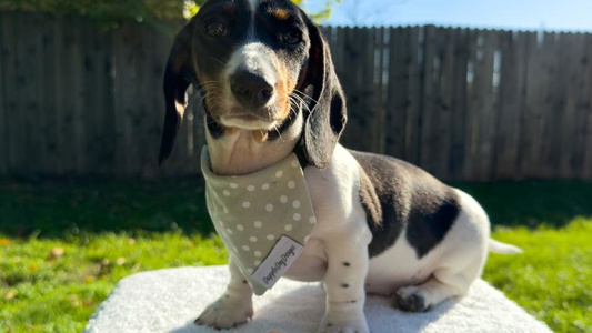 Black and Tan Colored Truehearted Miniature Dachshunds