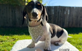 Black and Tan Colored Truehearted Miniature Dachshunds Dachshund for Royse City, TX