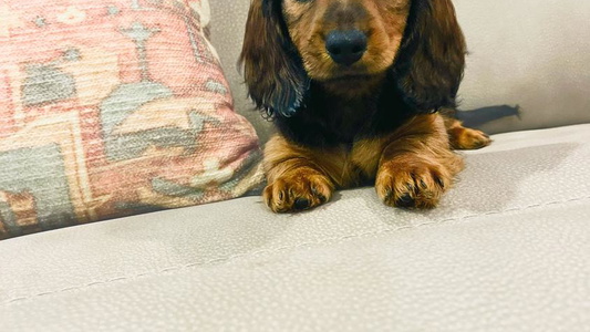 Red Colored Cute Yancey’s Doxies