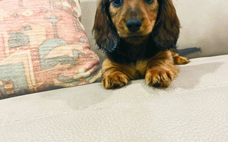 Red Colored Cute Yancey’s Doxies Dachshund for Rainsville, AL