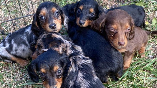 Black And Tan Colored Bean Creek Dachshunds & Terriers