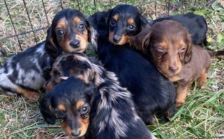 Black And Tan Colored Bean Creek Dachshunds & Terriers Dachshund for Licking, MO