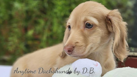 Cream Colored Anytime Dachshunds by D.B.