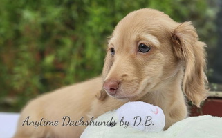 Cream Colored Anytime Dachshunds by D.B. Dachshund for Wheeler, TX