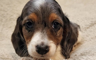 Dapple Colored Stone Kennels Dachshund for Price, UT