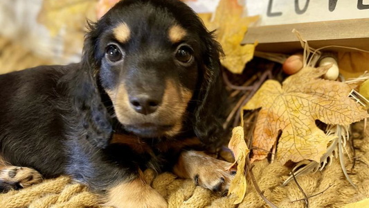 Black And Tan Colored Cooper’s Dachshunds