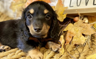 Black And Tan Colored Cooper’s Dachshunds Dachshund for Fort Gibson, OK