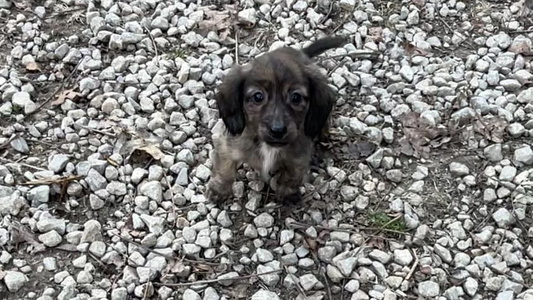 Brindle Colored Von Bernstein German Shepherd