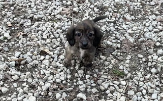 Brindle Colored Von Bernstein German Shepherd Dachshund for Livingston, KY