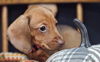 Black and Tan Colored Spottadachs Dachshund for Milford, UT