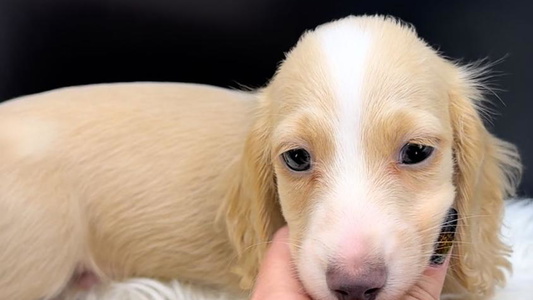 Cream Colored Sabe and Shabe’s Doxies