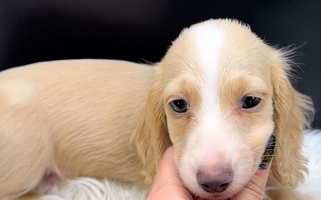 Cream Colored Sabe and Shabe’s Doxies Dachshund for Lone Rock, WI