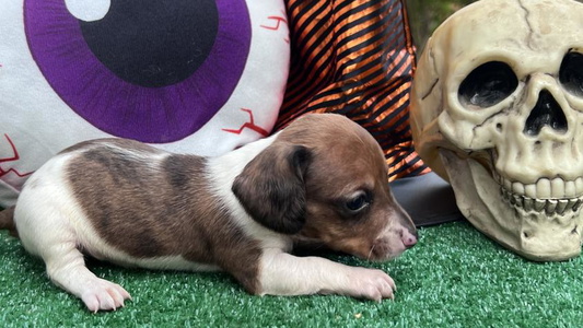 Red Colored Pottle’s Ark Canines Dachshund