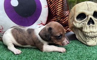 Red Colored Pottle’s Ark Canines Dachshund Dachshund for Little Falls, ME