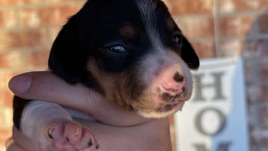 Piebald Colored FoxieDoxies of New Mexico