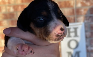 Piebald Colored FoxieDoxies of New Mexico Dachshund for Deming, NM