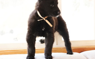 Black Colored cute Koselig Acres Belgian Sheepdog for Nashua, NH