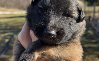 Mahogany And Black Colored Aftershock Belgians Belgian Tervuren for South Point, OH