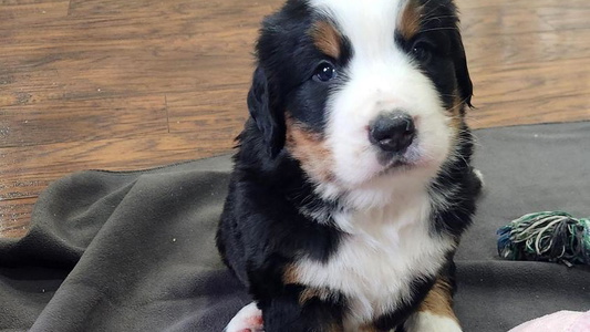 Black and Red Colored Swamp Creek Berners