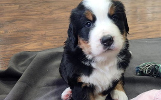 Black and Red Colored Swamp Creek Berners Bernese Mountain for Auburn, AL