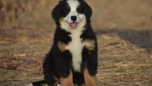 Black Rust And White Colored Brookwood Bernese Mountain Dogs