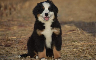 Black Rust And White Colored Brookwood Bernese Mountain Dogs Bernese Mountain for Danville, PA