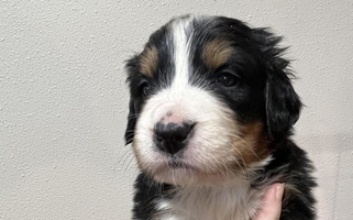 Black Rust And White Colored cute Pleasant Lake Bernedoodles Bernese Mountain for Box Elder, SD