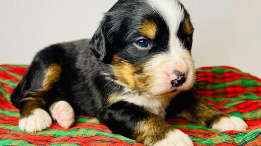 Black Rust And White Colored Royal Bernese Mountain Dogs