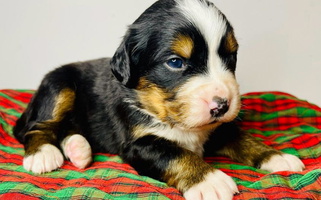 Black Rust And White Colored Royal Bernese Mountain Dogs Bernese Mountain for Montrose, MI