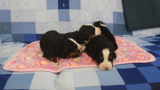 Black rust and white colored Emerald Acres Bernese