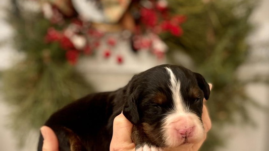 Black rust and white colored Bernese By Barzees