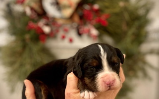 Black rust and white colored Bernese By Barzees Bernese Mountain for Boise, ID