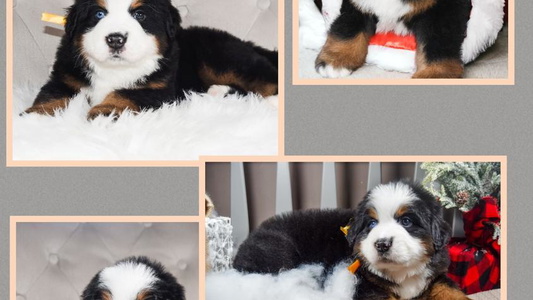 Black Rust And White Colored Swiss Berner Bears