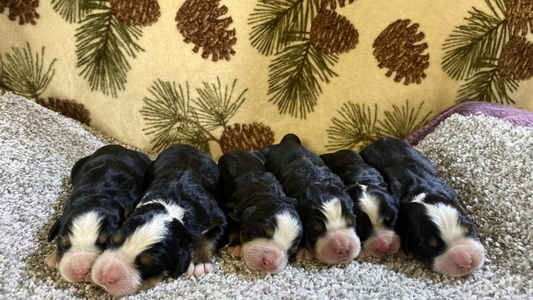 Black Rust And White Colored Milan Berners