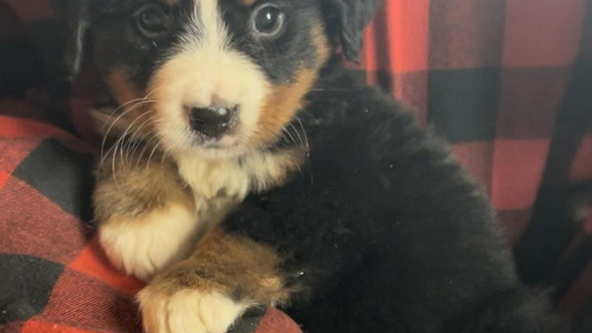 Black Rust And White colored Michetti’s Mountain Dogs