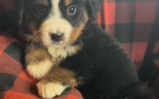 Black Rust And White colored Michetti’s Mountain Dogs Bernese Mountain for Bergholz, OH