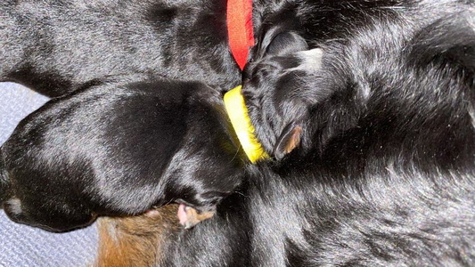 Black Rust And White Colored Maple Hill Farm Berners