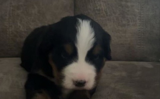 Black Rust and White Colored Humble Hearts Bernese Bernese Mountain for Morrison, IL