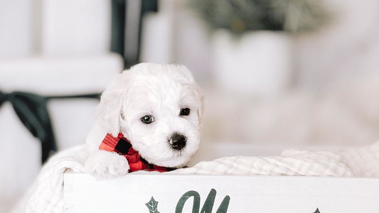 White colored sweet Bella Vida Bichons