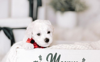 White colored sweet Bella Vida Bichons Bichon Frise for Gilbert, AZ