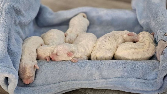 White Colored Sweet Havenkennels