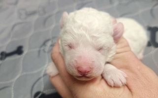 White Colored Cute Precious Puppies Bichon Frise for Mountain Grove, MO